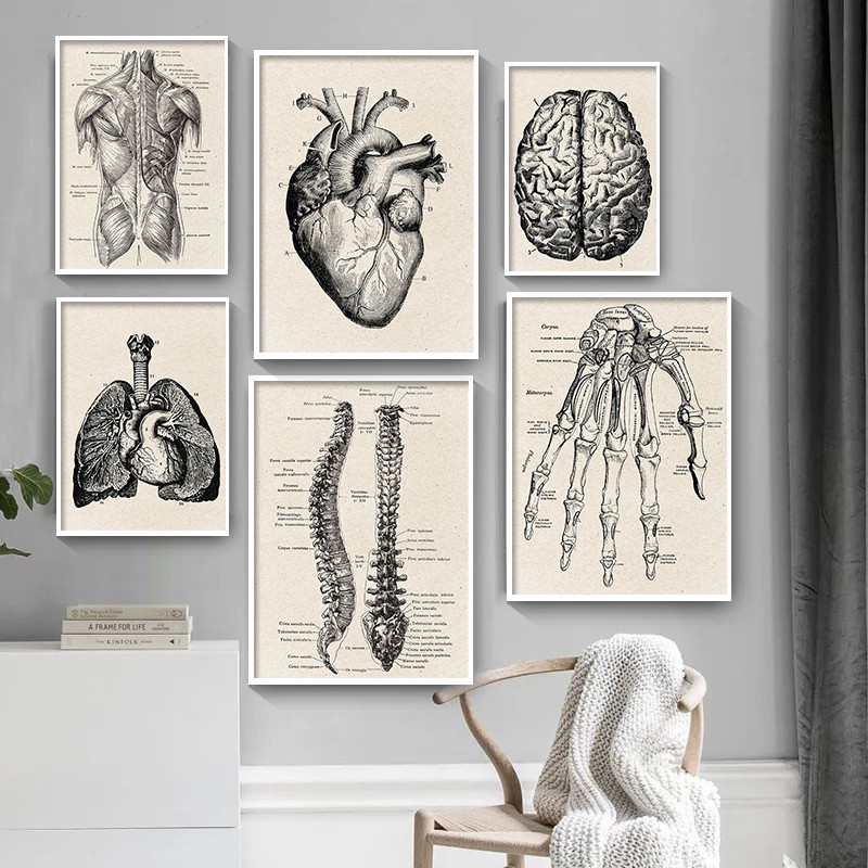 Medical Lab Posters - Medical Anatomy Artwork Canvas Art Poster